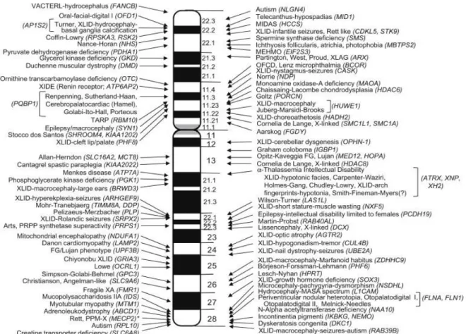 Figura 3: Ideograma do cromossomo X humano, indicando as bandas cromossômicas e  mutações que foram associadas às síndromes que causam deficiência intelectual (Lubs,  2012)