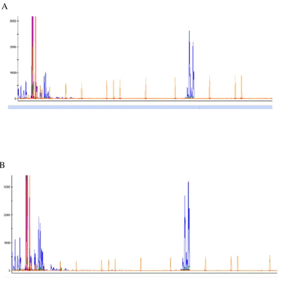Figura 7. A. Resultado da amplificação da amostra sem o tratamento enzimático; B. Resultado da amplificação da amostra após o tratamento  enzimático