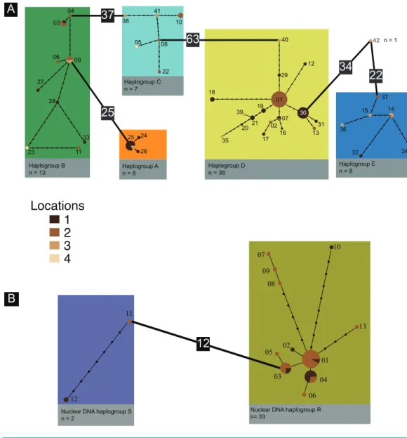 Figure 2 Haplotype networks. (A) MtDNA COI statistical parsimony haplotype network for Vale da Couda individuals
