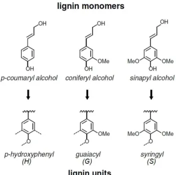 Figure 1.7. Chemical structure of monolignols and the corresponding units in lignin. 