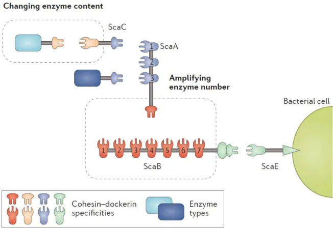Figure 1.22. The cellulosome of Ruminococcus flavefaciens with alternative roles of adaptor  scaffoldins