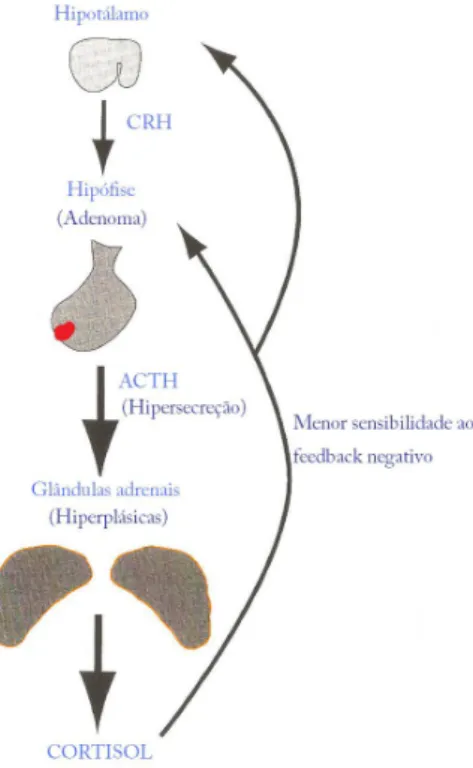 Figura 1 – O hiperadrenocorticismo dependente   da hipófise está associado a hipersecreção de   ACTH a partir da hipófise e hipersecreção de cortisol  a partir das glândulas adrenais (adaptado de Panciera  