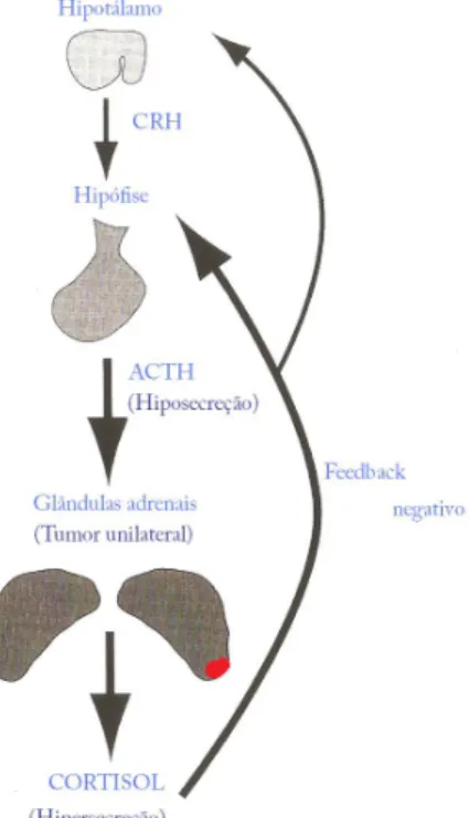 Figura 2 – No hiperadrenocorticismo  induzido por tumor adrenal funcional há  hipersecreção autónoma de cortisol que  leva a uma redução da secreção de ACTH,  através do mecanismo de feedback 