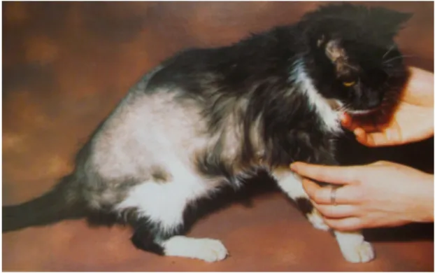 Figura 3 –  O  desenvolvimento de alopécia,  abdómen pendular ou de pele extremamente  frágil num gato com mau controlo diabético  pode conduzir à suspeita da presença de  hiperadrenocorticismo (adaptado de Mooney,  1998) 