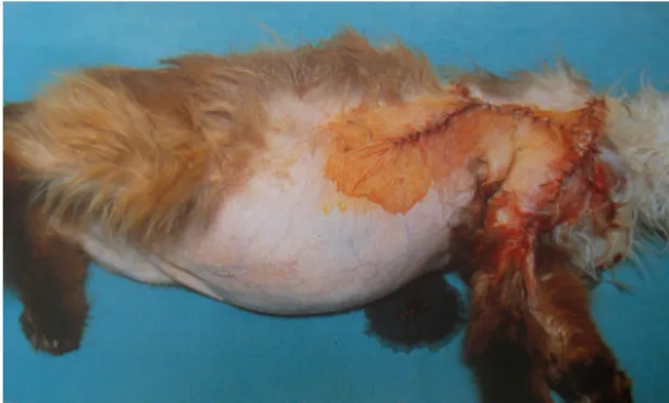 Figura 9 – Gato com hiperadrenocorticismo  dependente da hipófise. Notar a alopécia, a 
