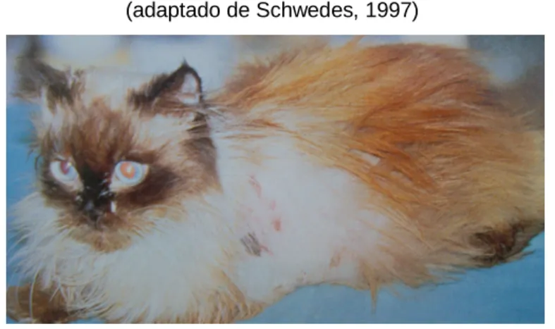 Figura 13 – Alopécia e lesões cutâneas severas num gato com hiperadrenocorticismo  (adaptado de Schwedes, 1997) 