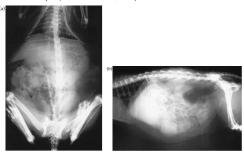 Figura 17 e 18 – Projecção dorso-ventral (17) e lateral (18) da região abdominal de um gato com  hiperadrenocorticismo