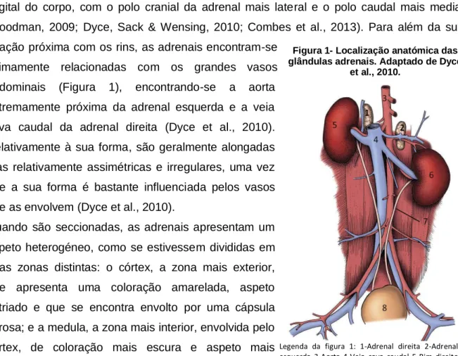 Figura 1- Localização anatómica das  glândulas adrenais. Adaptado de Dyce 