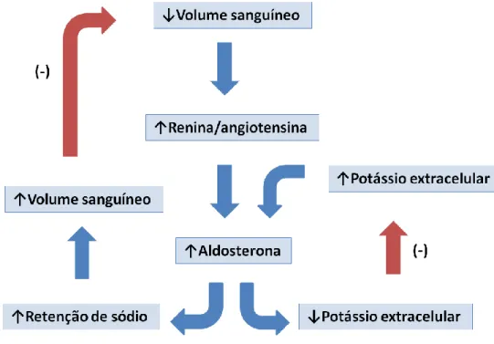 Figura  3- Mecanismos  de  controlo,  por retroalimentação  negativa, da  síntese  de  aldosterona