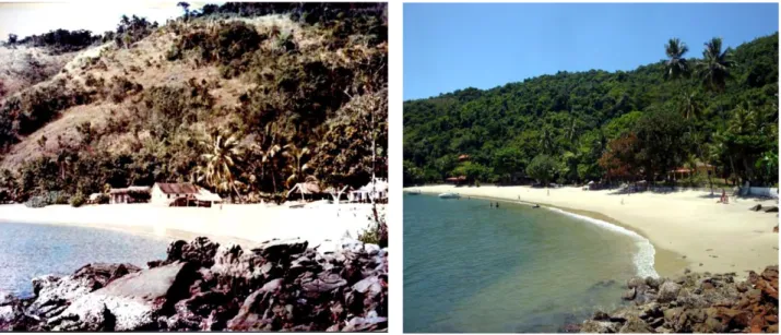 Figura 7. Regeneração de floresta nas encostas na ilha de Jaguanum. Fontes: B. Bicalho (1969), pesquisa de campo  (2011)