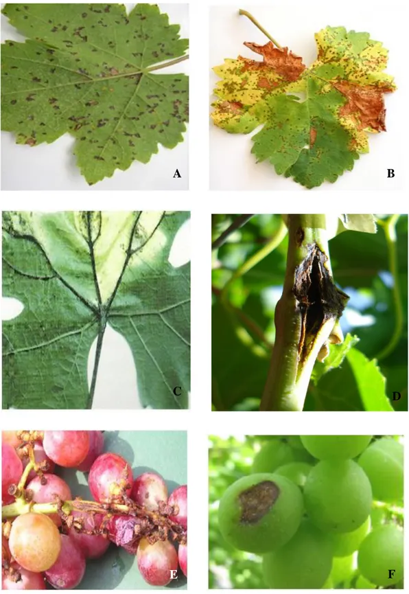 Figura  1.    Sintomas  do  cancro  bacteriano  da  videira,  causado  por  Xanthomonas  campestris  pv