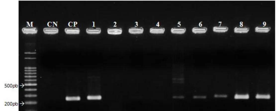 Figura  2.  Eletroforese  em  gel  de  agarose  a  1%  dos  produtos  de  BIO-PCR  utilizando  os  iniciadores  Xcv1F/Xcv3R