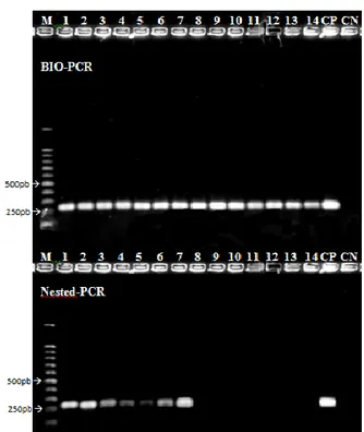 Figura  4.  Eletroforese  em  gel  de  agarose  a  1%  dos  produtos  da  PCR  com  os  iniciadores  Xcv1F/Xcv3R (240pb) e F984/R1492 (545pb)