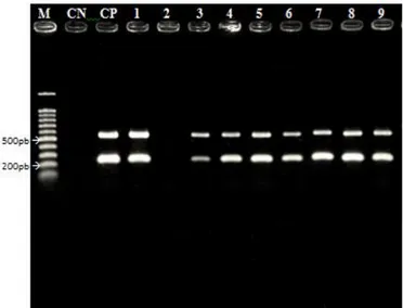 Figura  5.  Eletroforese  em  gel  de  agarose  a  1%  dos  produtos  da  BIO-PCR  com  iniciadores  Xcv1F/Xcv3R  realizada  a  partir  de  folhas  de  videira  inoculadas  com  Xanthomonas  campestris  pv