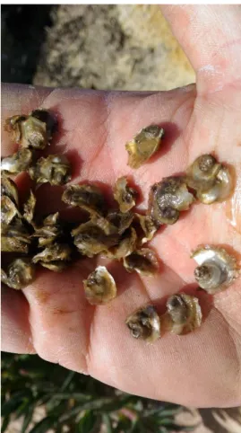 Figura 4 – Sementes de ostras 