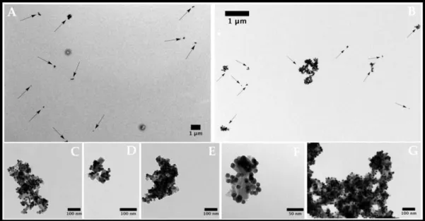 Figure 3.12 Transmission Electron Microscopy images of strawberry Fe/Au nanomaterial  functionalized with oligo(2-ethyl-2-oxazoline)s in different magnifications