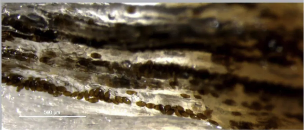 Fig. 4. Wet mount of H. lusitana sp. n. eggs hypaxial muscle of pouting. The eggs are arranged in rows along muscle ﬁ bres.