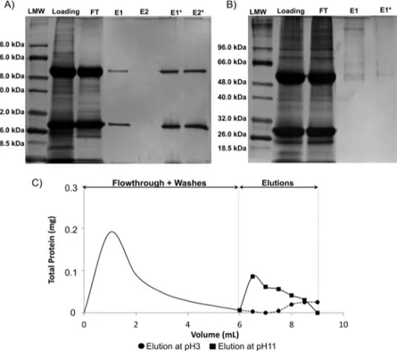 Figure 4. Electrophoreses gel 12.5% in denaturation conditions to verify (A) binding capacity of MPs_Dex_22/8 for IgG from a crude extract, (B) inertness of MPs_Dex for IgG