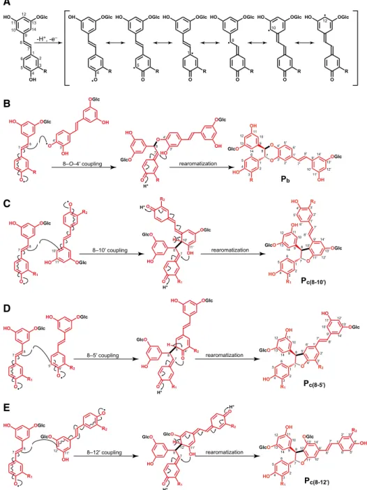 Figure 6. Hydroxystilbene glucoside radicals and dehydrodimeric radical coupling reactions
