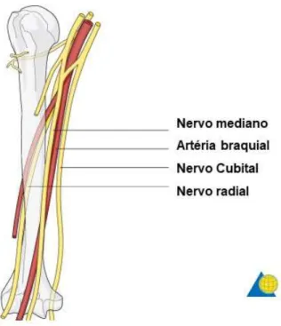 Fig. 3. Trajeto artéria braquial e nervos mediano, radial e cubital. 