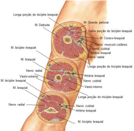 Fig. 5.Secções transversais do úmero. Músculos e nervos. Adaptado de  Anatomia Humana, Netter, 9ed.