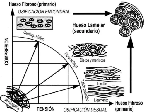 Fig. 10. Esquema da teoria da influência mecânica da diferenciação dos tecidos  durante a consolidação óssea 