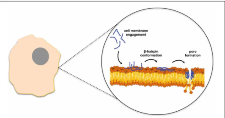 FIGURE 1 | SVS-1 anticancer peptide disrupts the cell membrane after engaging the membrane surface and folding into a β -hairpin conformation (Sinthuvanich et al., 2012).