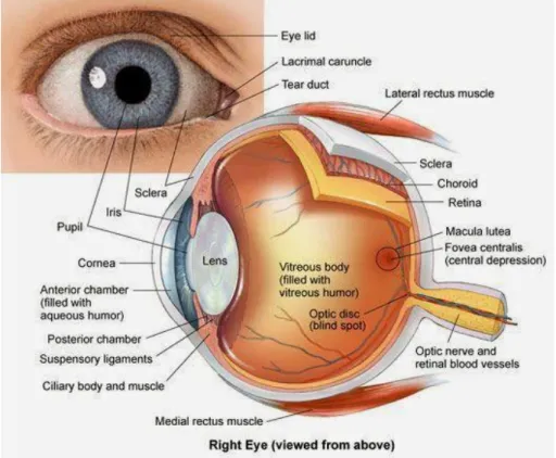Figure 3.1 – Anatomy of the human eye (Adapted from Grant, 2015). 