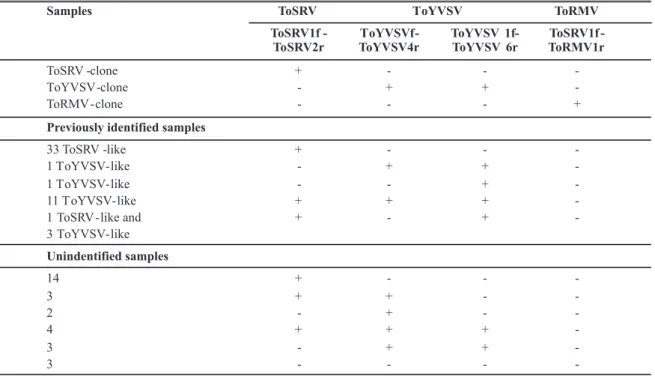 TABLE 1 - Analysis of begomovirus infection in tomato samples