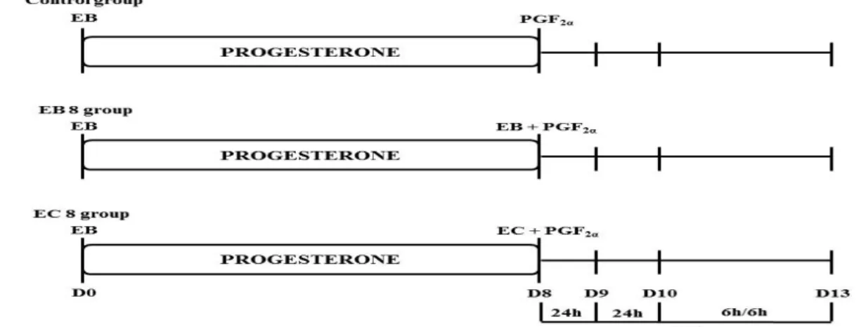 Figure 1. Outline of the experiment. Day 0 (D0): insertion of an intravaginal device containing 1g of P4  and administration of 2mg of EB IM