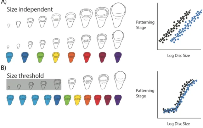 Figure  1.2:  Two  hypotheses  for  the  relationship  between  disc  size  and  disc  pattern  throughout  third  instar  development
