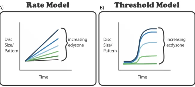 Figure  1.4:  Alternative  models  explaining  how  developmental  processes  respond  to  ecdysone