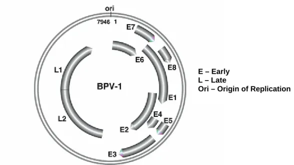 Figura 4 – Representação esquemática do genoma viral do BPV-1. As setas indicam as proteínas codificadas
