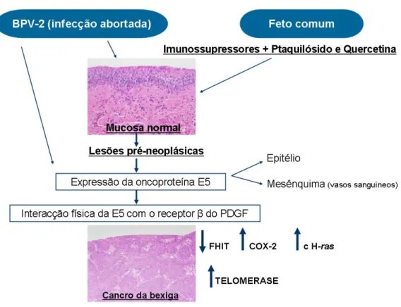 Figura 5 – Representação esquemática dos eventos que conduzem ao desenvolvimento de tumores de bexiga  induzidos pelos papilomavirus bovinos tipo BPV-2 actuando sinergicamente com as toxinas do feto comum  (Adaptado de Borzacchiello &amp; Roperto, 2008) 