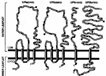 Figura 8 – Representação esquemática proposta da topologia trans-membranar das uroplaquinas bovinas (Fonte: 