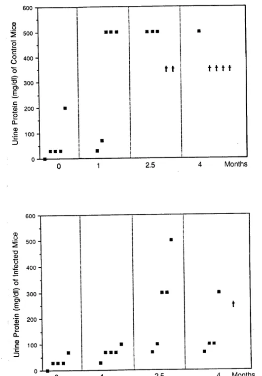 Figure 3. Representative example of comparative kinetics of the variation in protein concentration in urine of age-matched M  avíum-infected (top) and non-infected (bottom) MRUlpr mice