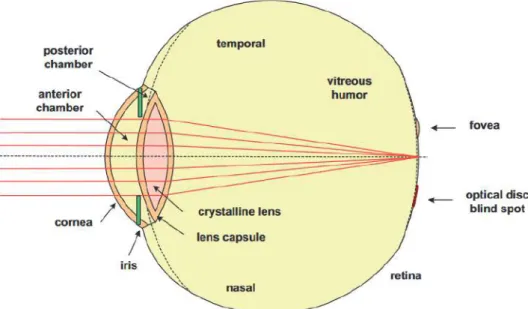 Figure 2.1: Fundus photograph of the right eye. It is possible to see the most relevant structures of the retina