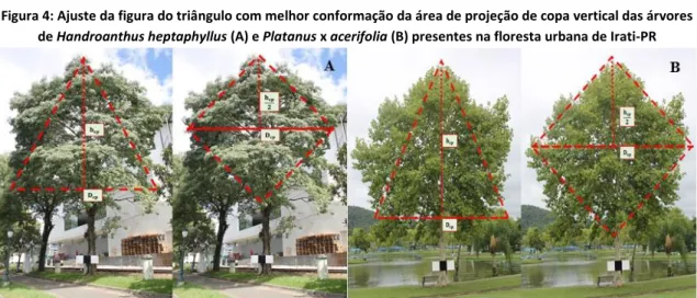 Figura 4: Ajuste da figura do triângulo com melhor conformação da área de projeção de copa vertical das árvores  de Handroanthus heptaphyllus (A) e Platanus x acerifolia (B) presentes na floresta urbana de Irati-PR 