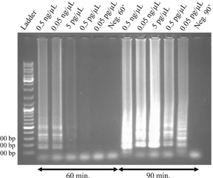 Figure 3.3: Electrophoretic analysis of the LAMP products for reaction detection capabilities, with 60 min