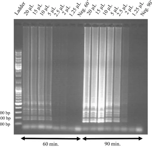 Figure 3.4: Electrophoretic analysis of LAMP products obtained for the study of reaction volume reduction, with  60 min