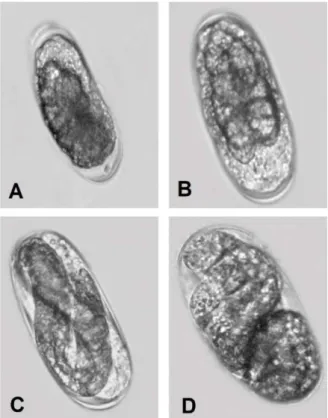 Figure  4.  Embryogenesis  of  Meloidogyne  enterolobii.  A-B.  Early  elongation  stages