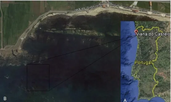 Figura 3. Mapa de Portugal (A) e local de amostragem (B) na Praia do Forte da Vígia, em Viana do Castelo (fonte: Google  Earth)