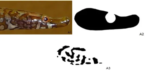 Figura 4. A1- Imagem da face direita de uma fêmea de Nerophis lumbriciformis. A2- Imagem monocromática de toda a  área da face direita da fêmea da imagem A1, manipulada no programa Gimp