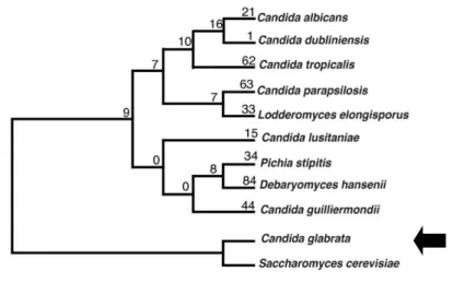 Figure 1: Phylogenetic tree of Candida species representation. (adapted from Fitzpatrick et al, 2010) 