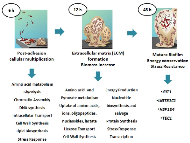 Figure 3: Scheme representing the three major phases for biofilm development. Resumed phases and main  factors involved in biofilm formation are presented