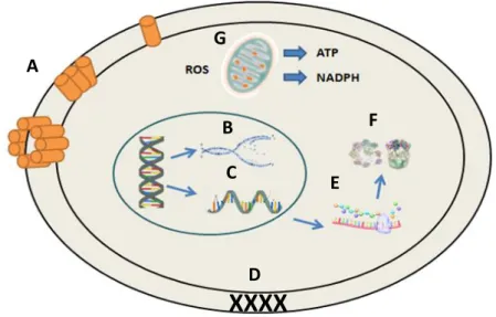 Figure  4:  Mechanisms  modes  of  action  for  antimicrobial  peptides  in  microbial  cells