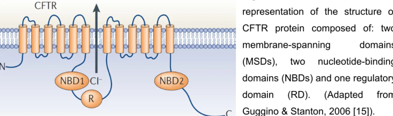 Figure I. 1: Schematic  representation of the structure of  CFTR protein composed of: two  membrane-spanning domains  (MSDs), two nucleotide-binding  domains (NBDs) and one regulatory  domain (RD)