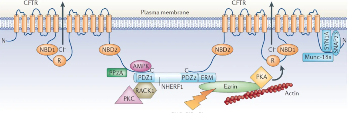 Figure I.2: Proteins that regulate CFTR activity in the plasma membrane: Several  proteins interact directly or indirectly with CFTR, including protein phosphatase-2A (PP2A),  AMPK, syntaxin-1A (SYN1A), synaptosome-associated protein, 23 kDa (SNAP23) and  