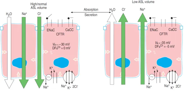 Figure I.3: Regulation of the ASL volume by ion transport. When excess ASL is  present, Na +  absorption mediated via ENaC is dominant (left panel)
