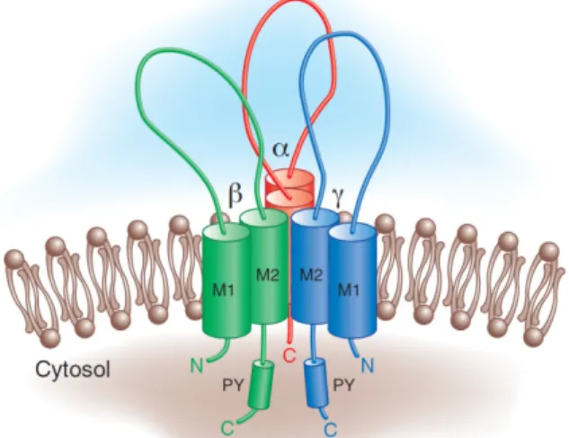 Figure I.4: ENaC architecture: Structural  features of the epithelial Na +  channel. ENaC  may exist as a heterotrimer with a single  α,β, γ  subunit